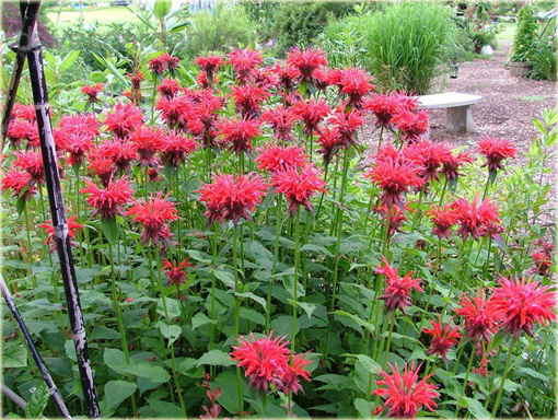 Pysznogłówka Monarda didyma