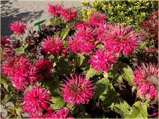 Pysznogłówka ogrodowa różowa Monarda didyma