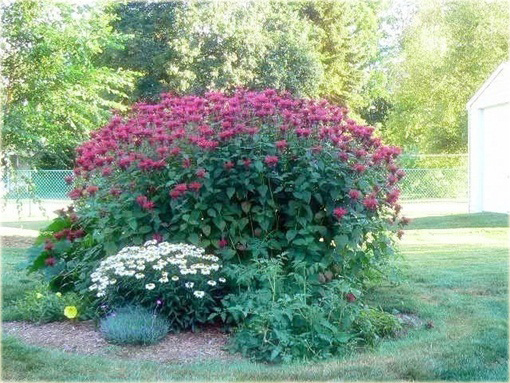 Pysznogłówka ogrodowa różowa Monarda didyma