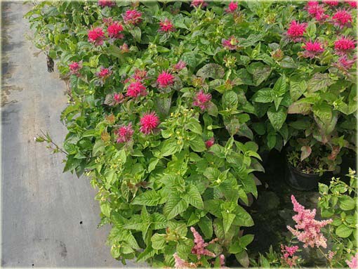 Pysznogłówka ogrodowa różowa Monarda didyma