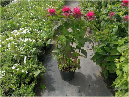 Pysznogłówka ogrodowa różowa Monarda didyma