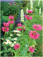 Pysznogłówka ogrodowa różowa Monarda didyma