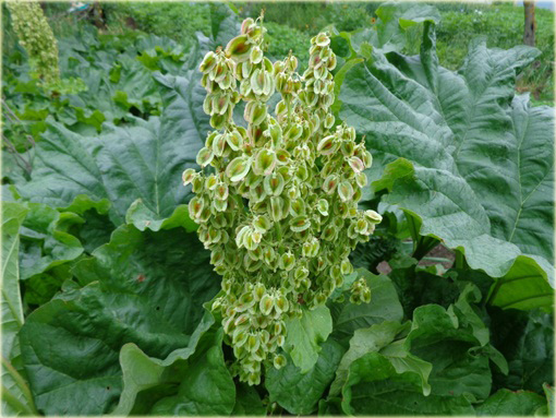 Rabarbar ogrodowy Rheum rhaponticum