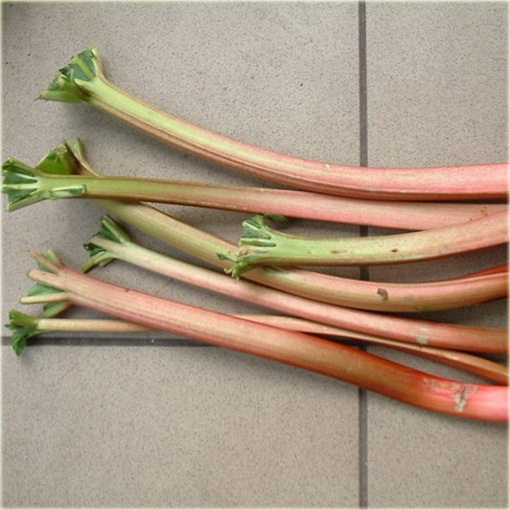 Rabarbar ogrodowy Rheum rhaponticum