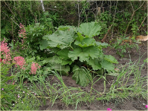 Rabarbar ogrodowy Rheum rhaponticum