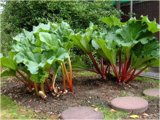 Rabarbar ogrodowy Rheum rhaponticum