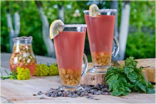 Rabarbar ogrodowy Rheum rhaponticum