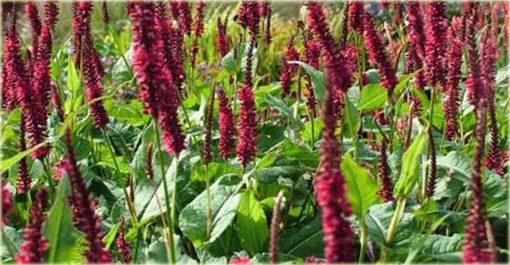 Rdest Blackfield Persicaria amplexicaulis