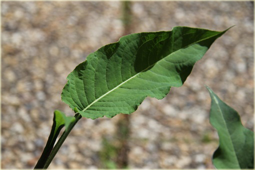 Rdest Blackfield Persicaria amplexicaulis