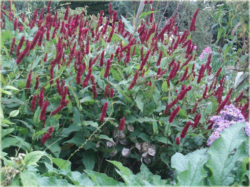 Rdest Blackfield Persicaria amplexicaulis