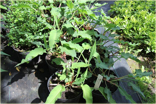 Rdest Blackfield Persicaria amplexicaulis