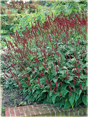 Rdest Blackfield Persicaria amplexicaulis