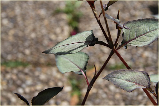 Rdest Chocolate Dragon Persicaria microcephala