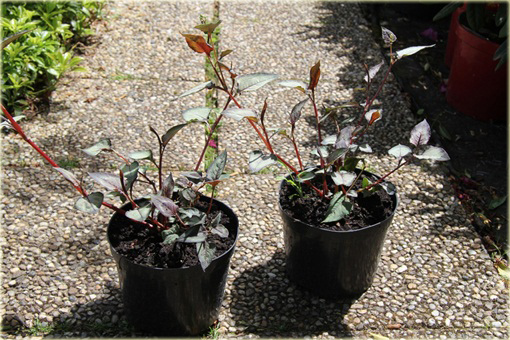 Rdest Chocolate Dragon Persicaria microcephala