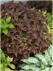 Rdest Chocolate Dragon Persicaria microcephala