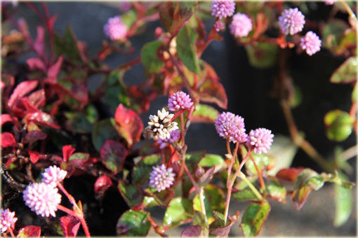 Rdest główkowy Polygonum capitatum