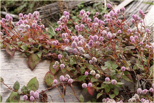 Rdest główkowy Polygonum capitatum