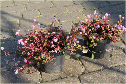 Rdest główkowy Polygonum capitatum