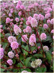 Rdest główkowy Polygonum capitatum