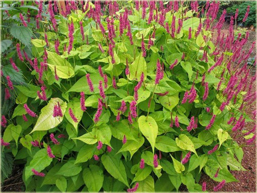 Rdest Golden Arrow Persicaria amplexicaulis