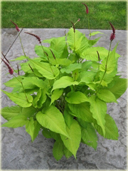 Rdest Golden Arrow Persicaria amplexicaulis