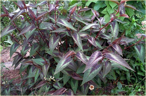 Rdest Oko Smoka Dragons Eye Persicaria microcephala