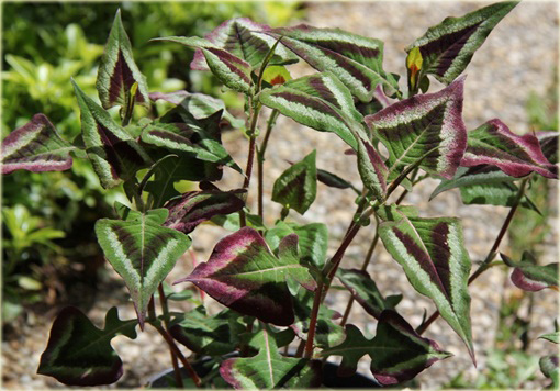 Rdest Oko Smoka Dragons Eye Persicaria microcephala