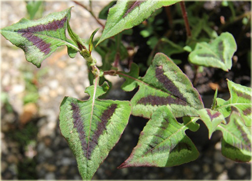 Rdest Oko Smoka Dragons Eye Persicaria microcephala