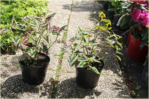 Rdest Oko Smoka Dragons Eye Persicaria microcephala