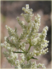 Rdest Polymorpha Persicaria polymorpha