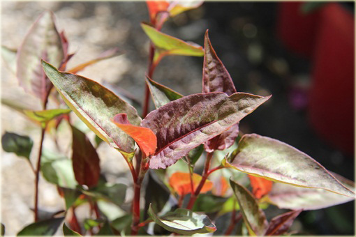 Rdest Purple Fantasy Persicaria microcephala