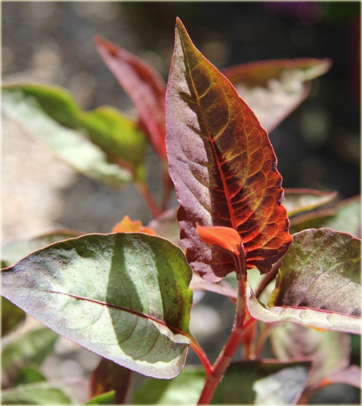 Rdest Purple Fantasy Persicaria microcephala