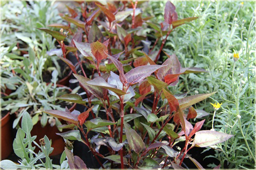 Rdest Purple Fantasy Persicaria microcephala