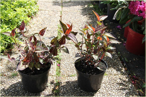 Rdest Purple Fantasy Persicaria microcephala