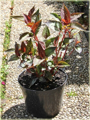 Rdest Purple Fantasy Persicaria microcephala