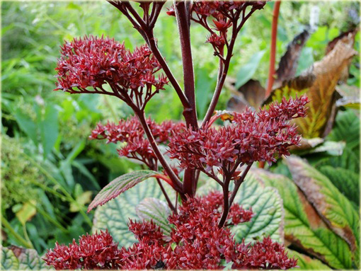 Rodgersja Henriciego Rodgersia henrici