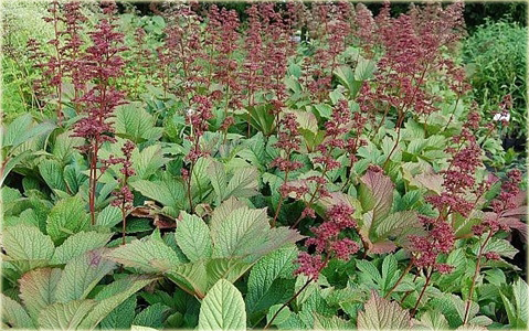 Rodgersja Henriciego Rodgersia henrici