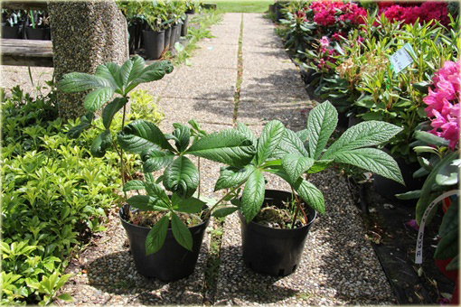 Rodgersja Henriciego Rodgersia henrici