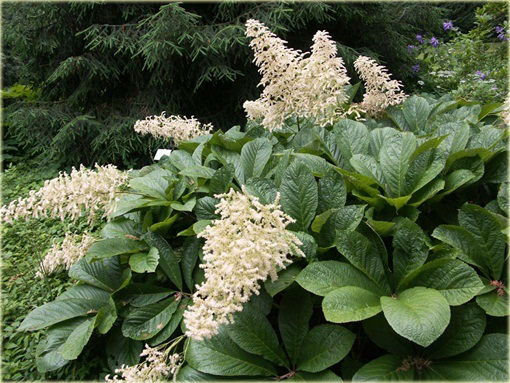 Rodgersja pierzasta Rodgersia pinnata