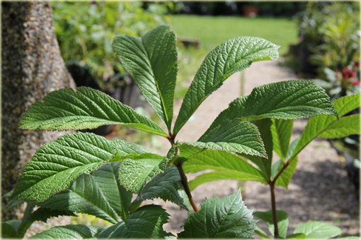 Rodgersja pierzasta Rodgersia pinnata