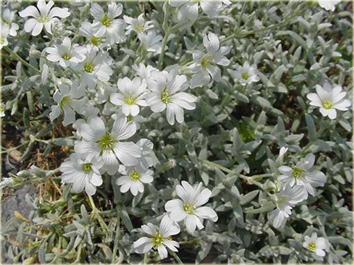 Rogownica Biebersteina Cerastium biebersteinii