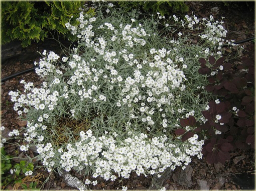 Rogownica Biebersteina Cerastium biebersteinii