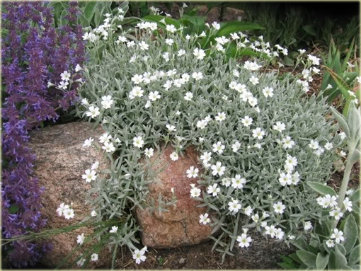 Rogownica Biebersteina Cerastium biebersteinii