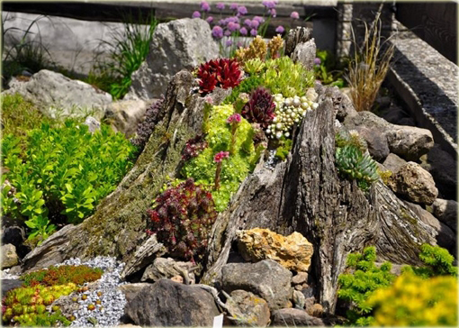 Rojnik czerwony Sempervivum Rubin