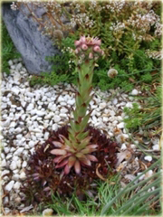 Rojnik czerwony Sempervivum Rubin