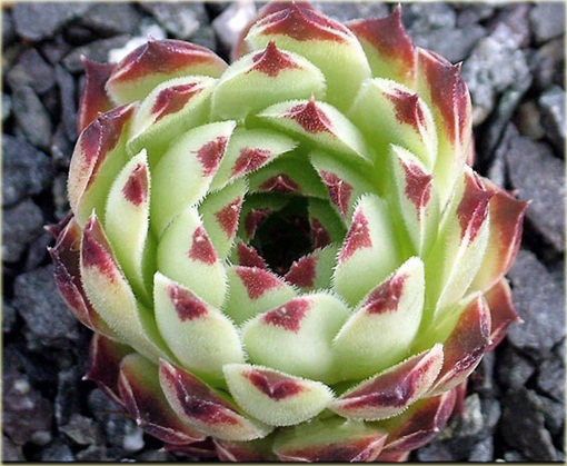 Rojnik drobny Giuseppi
 Sempervivum Giuseppi