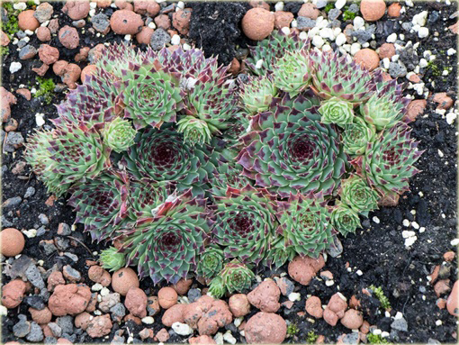 Rojnik drobny Giuseppi



 Sempervivum Giuseppi