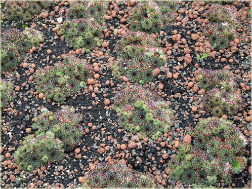 Rojnik drobny Giuseppi



 Sempervivum Giuseppi