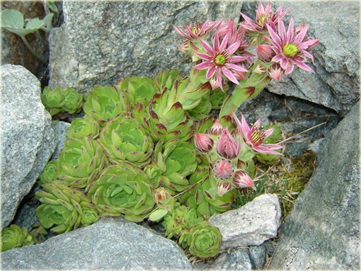 Rojnik górski Sempervivum montanum