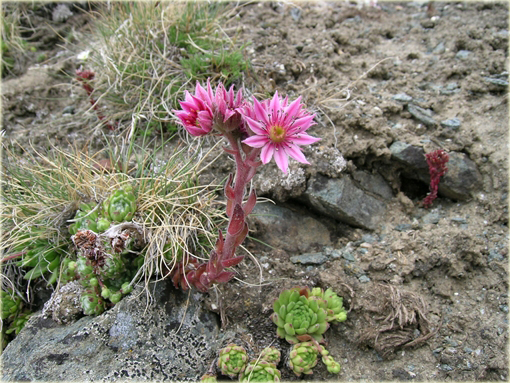 Rojnik górski Sempervivum montanum